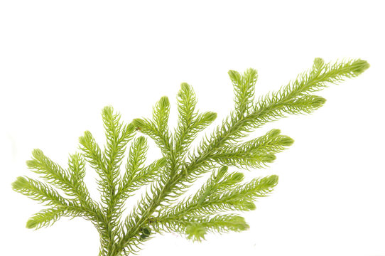 fir-trees branch isolated on white