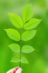 Fototapeta na wymiar Tree leaf