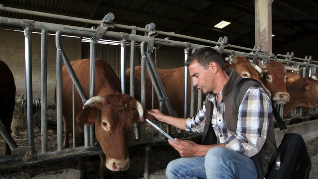 Veterinarian in cow barn using digital tablet