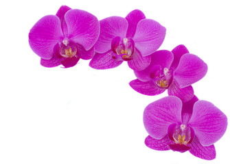 Naklejka na ściany i meble kwiaty orchidei ramie