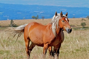 Obraz premium CHEVAL