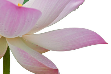 beautiful lotus On a white background