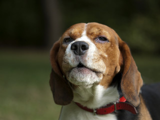 beagle