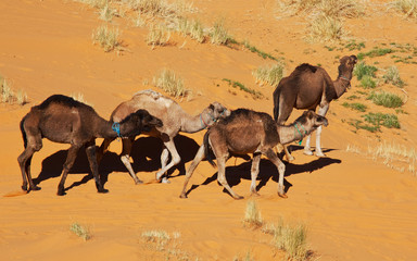 Naklejka premium Camel