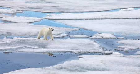 Polar bear in natural environment