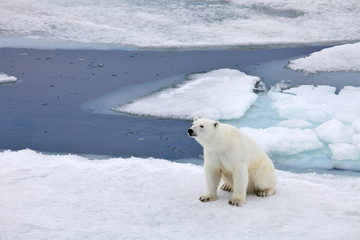 Plakat Nied¼wied¼ polarny w środowisku naturalnym