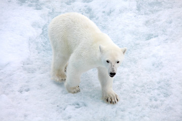 Obraz na płótnie Canvas Nied¼wied¼ polarny w środowisku naturalnym