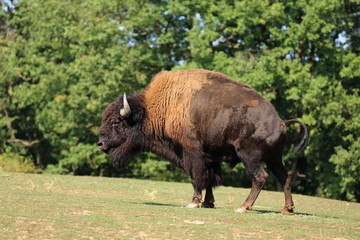 grand bison d'amérique