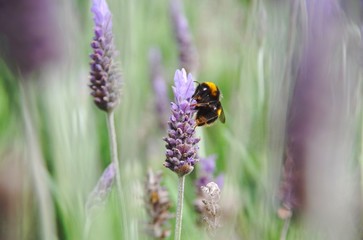 Bumblebee on Lavender flower