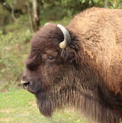 portrait du grand bison d'amérique