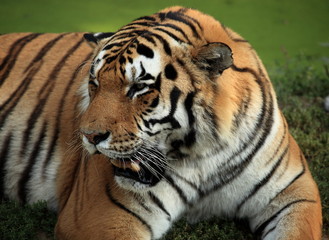 Fototapeta na wymiar Tygrysy mogą Bengale Mężczyzna