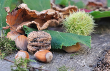 fruits secs des forêts