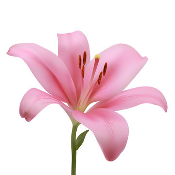 Pink lily on a white background. Vector illustration.