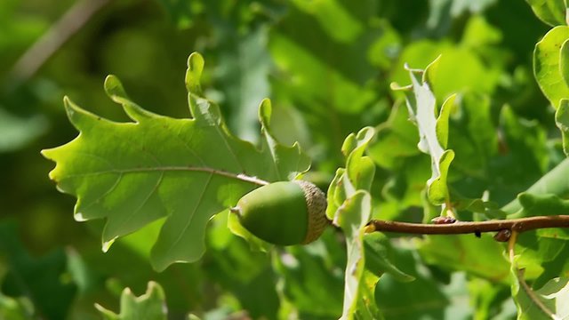 Unripe green acorns on oak branch
