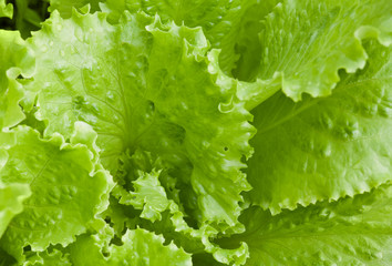 Fresh bright green lettuce leaves closeup photo