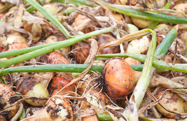 A pile of fresh yellow bulb onions with green