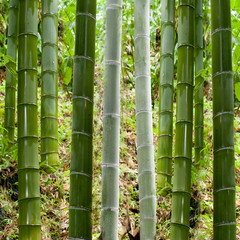 Background in bamboo