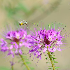 Green eyed exotic bee