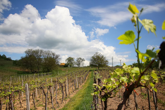 Vineyard in Sebechleby - Slovakia