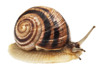 Garden Snail