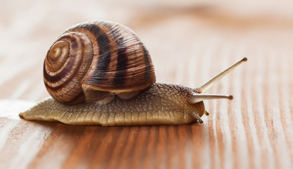 snail