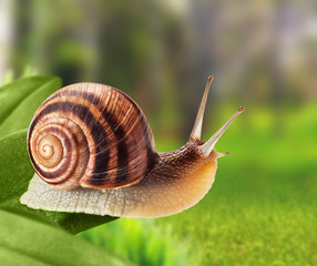 Garden snail © Buriy