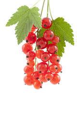 red currant