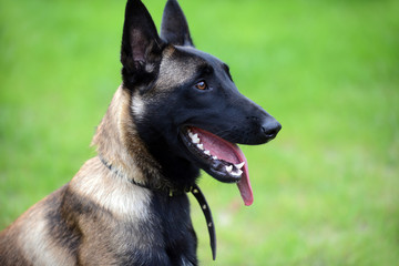 belgian malinois