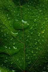 Obrazy  zielony liść