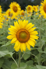 Sun flower