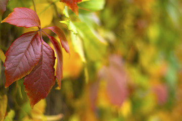 Autumn leaves background