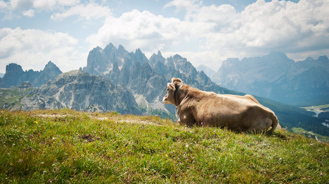 Cow resting outdoors in the mountains. Dolomites, Italy.