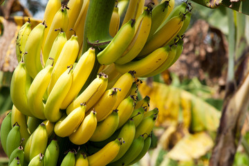 Bananen - 45415930