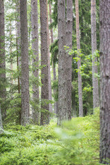 Fototapeta na wymiar Fir trees in swedish forest