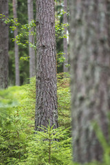 Fir trees in swedish forest