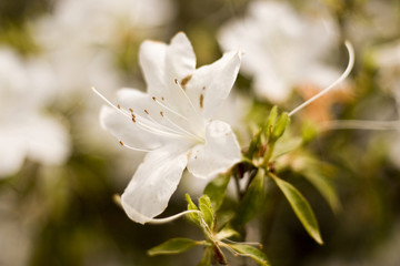 Macro of White Flower