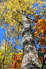 Autumn season