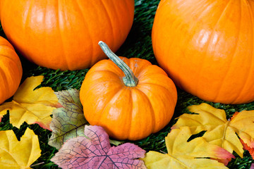 view of halloween pumpkins