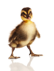 Domestic duckling