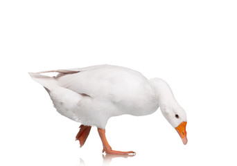 Domestic goose