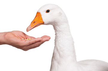 Domestic goose