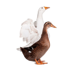 Duck and goose