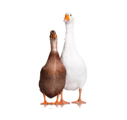 Duck and goose