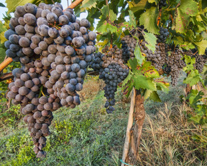 Bunches of Red Wine Grapes on Vines in Italy