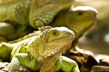 green iguna in nightsafari  zoo chiangmai Thailand