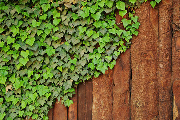 ivy creeper growing