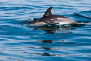 golfinho a saltar © rudolfoelias