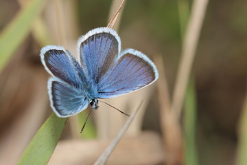 Fototapeta premium gossamer-winged butterfly. close-up