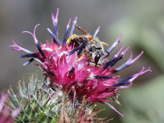 wasp on flowering greater burdock