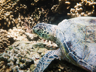 Fototapeta premium ウミガメ